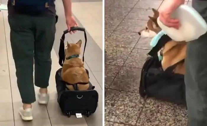 30 Unbelievably Cute Dogs Living Their Best Lives In Bags