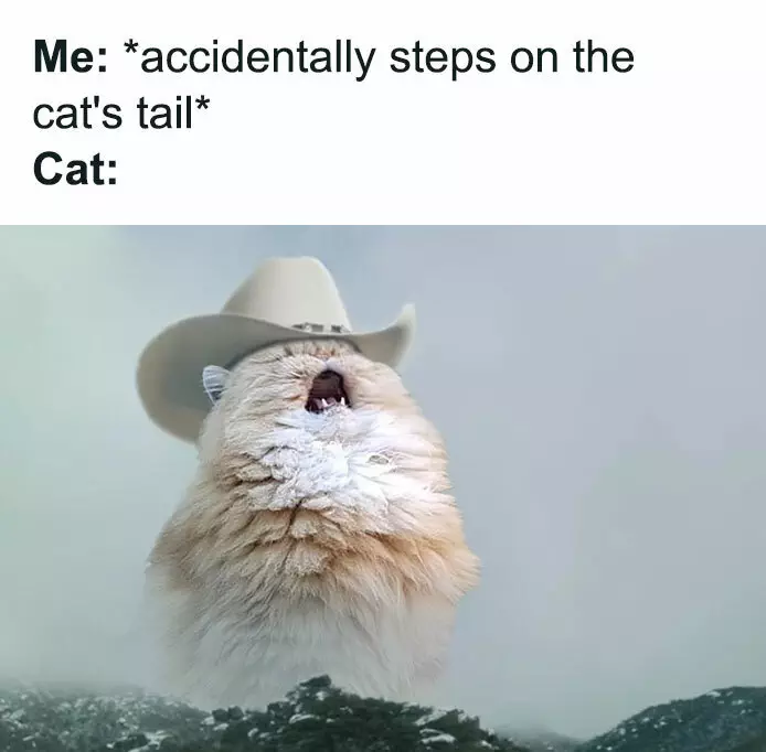 30 Awesome Cat Memes To Look At