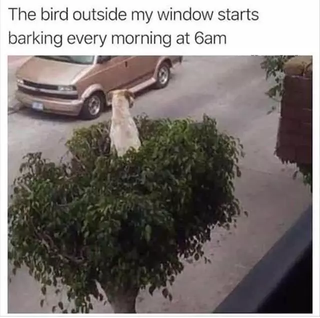Car Bird Outside My Window Starts Barking Every Morning At 6Am Doggosdoingthings 1