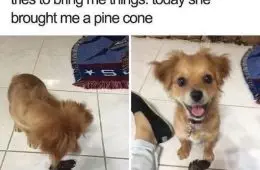 30 Awesomely Cute Dog Memes Just Incase You'Re Having A Bad Day