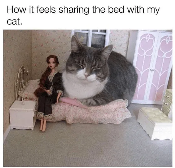 20 Dumb Cat Memes That Are So Funny You Can't Resist Laughing