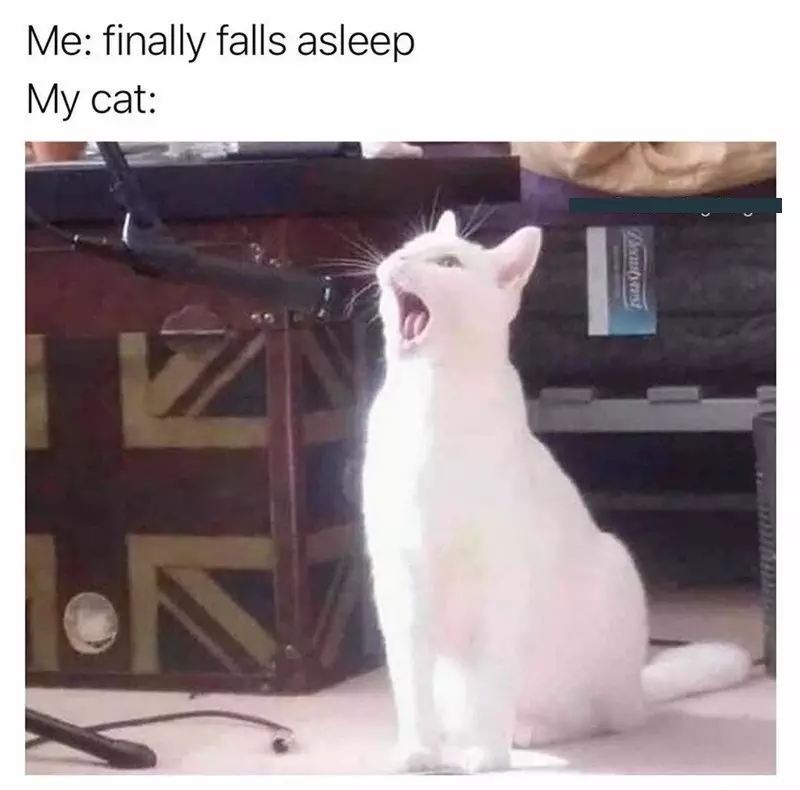 20 Dumb Cat MemesThat Are S FunnyYou Can't Resist Laughing