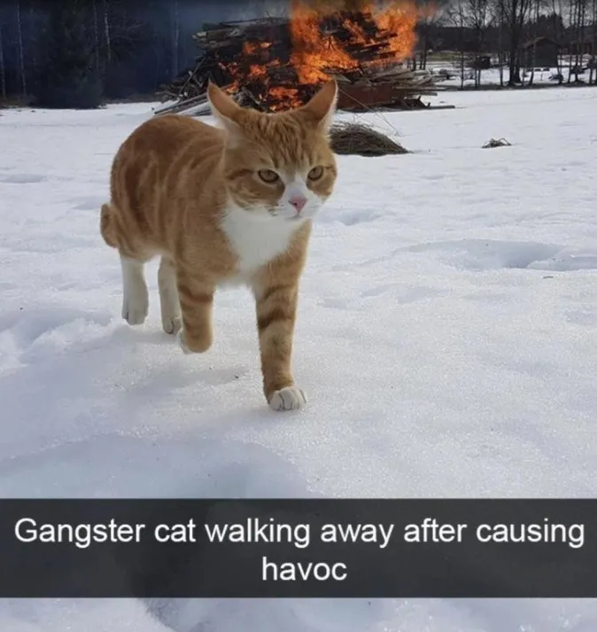 20 Dumb Cat Memes That Are So Funny You Can't Resist Laughing