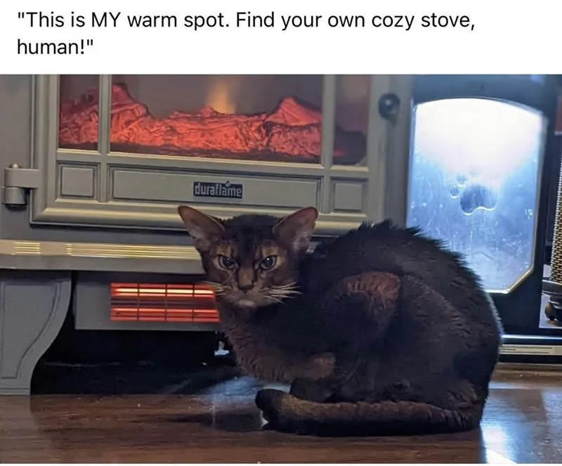 20 Dumb Cat Memes That Are So Funny You Can't Resist Laughing