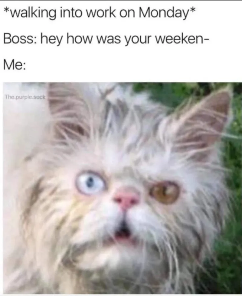 20 Dumb Cat Memes That Are So Funny You Can't Resist Laughing