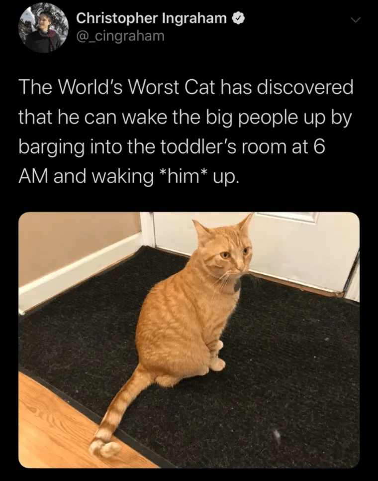 20 Dumb Cat Memes That Are So Funny You Can't Resist Laughing