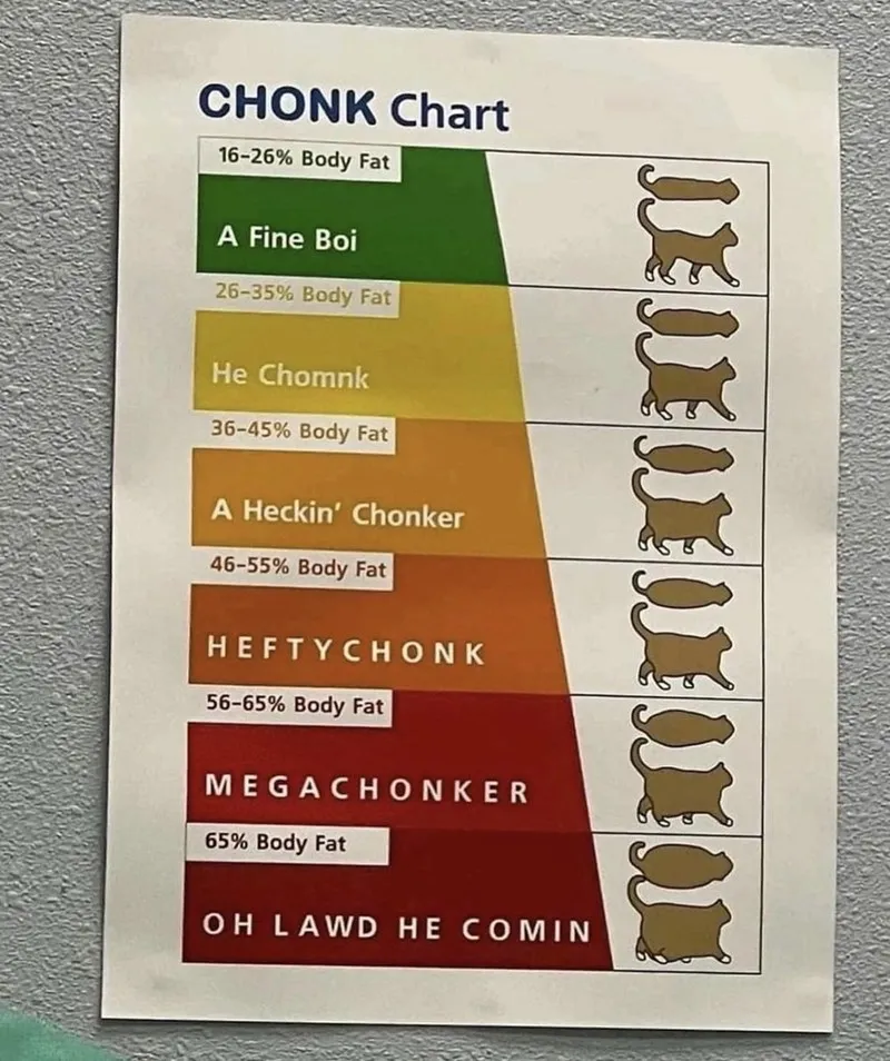 20 Dumb Cat Memes That Are So Funny You Can't Resist Laughing