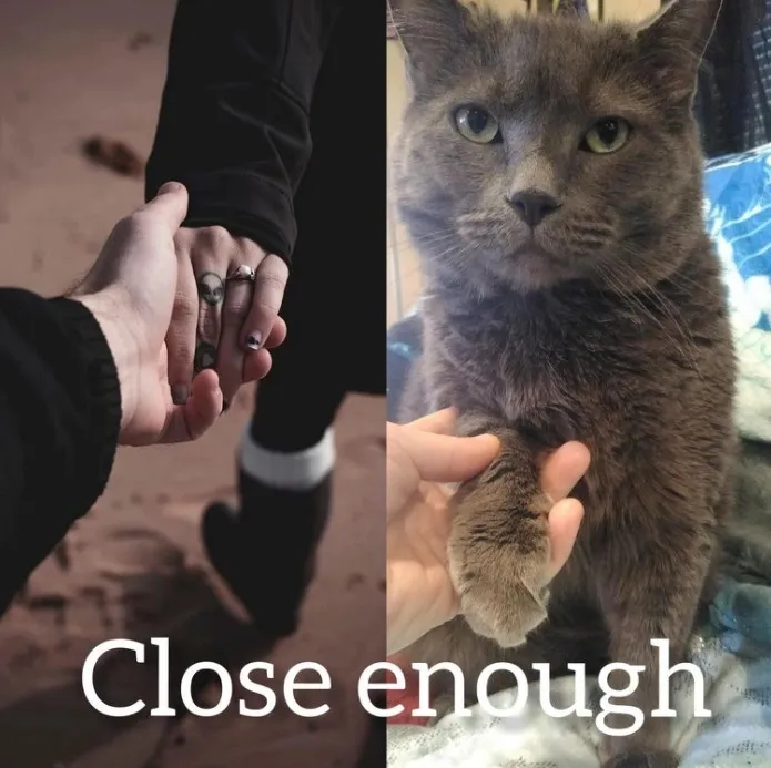 20 Dumb Cat Memes That Are So Funny You Can't Resist Laughing