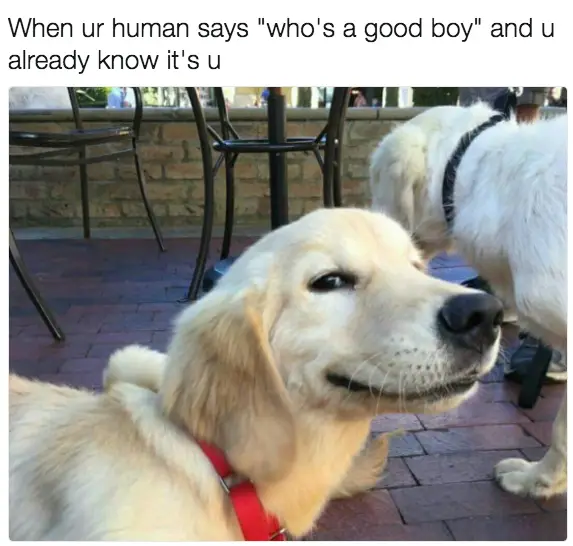 30 Perfect Funny Dog Memes That Will Make Your Day So Much Better