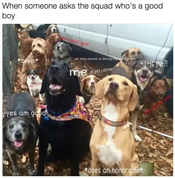 30 Perfect Funny Dog Memes That Will Make Your Day So Much Better