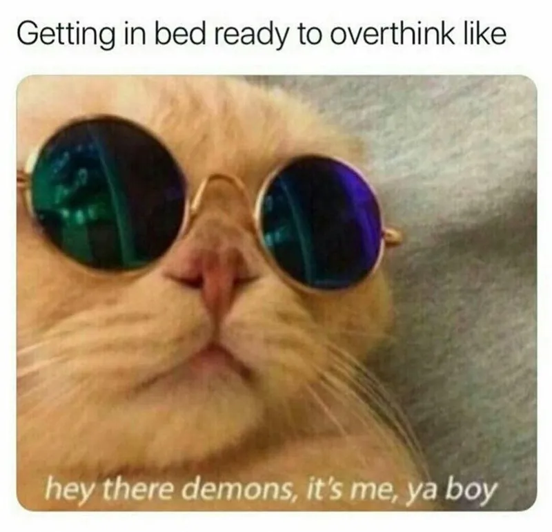 20 Dumb Cat Memes That Are So Funny You Can't Resist Laughing