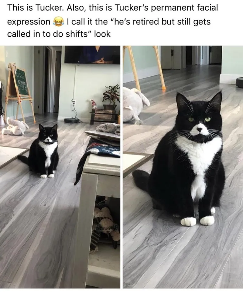 20 Dumb Cat Memes That Are So Funny You Can't Resist Laughing