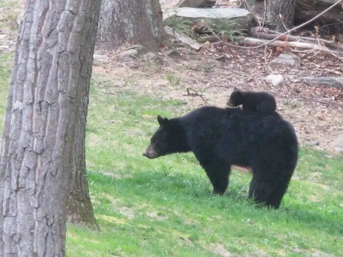 30 Extremely Cute And Wholesome Animal Parenting