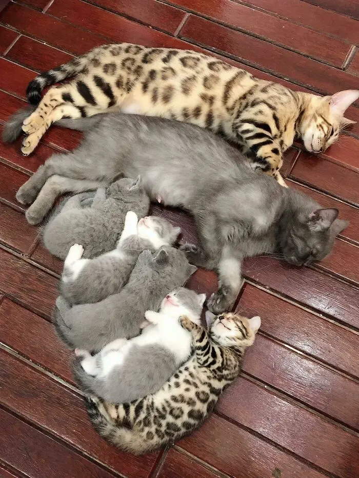 30 Extremely Cute And Wholesome Animal Parenting