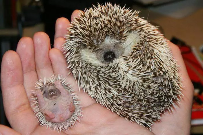 30 Extremely Cute And Wholesome Animal Parenting