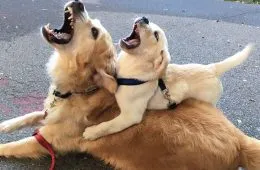 30 Extremely Cute And Wholesome Animal Parenting