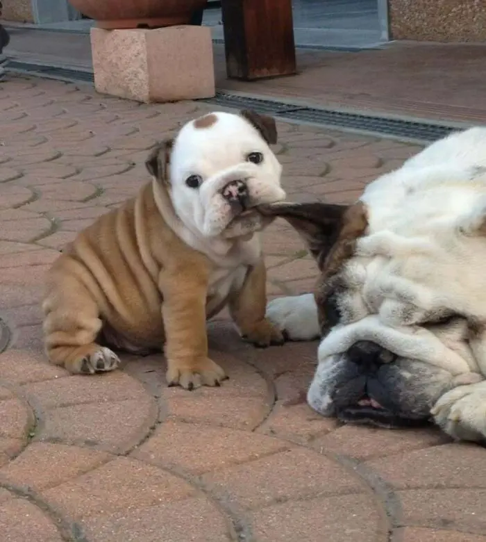 30 Extremely Cute And Wholesome Animal Parenting