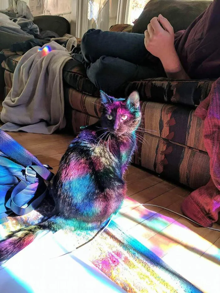 30 Wholesome And Necessary Cat Pics