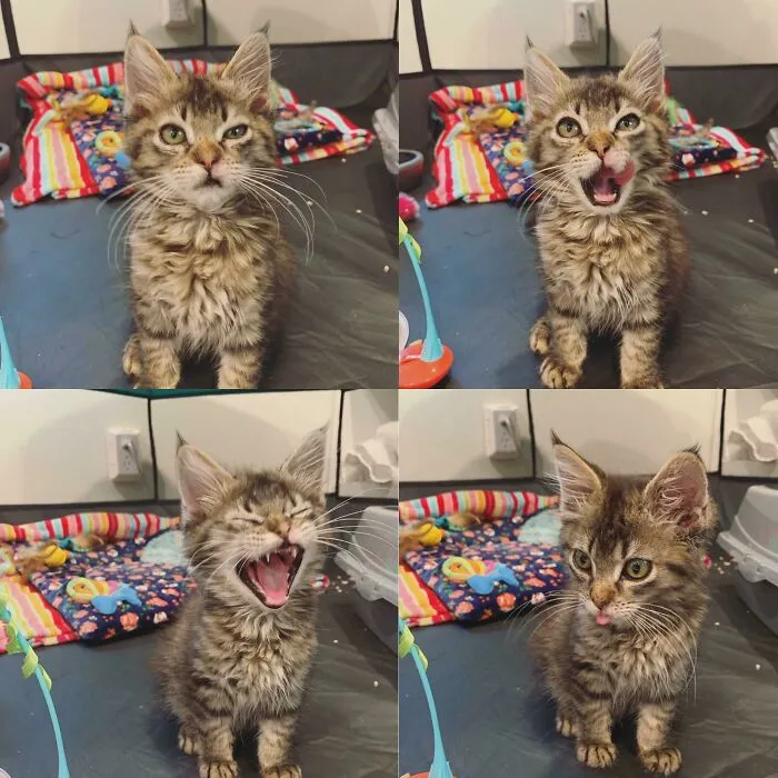 30 Wholesome And Necessary Cat Pics