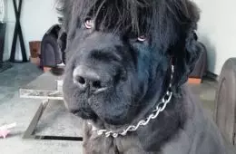 30 Times People Took Their Dogs To The Groomers And What They Got Back Was Hilarious