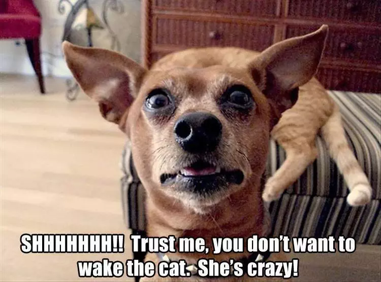 Top 25 Memes About Cats And Dogs You'Ll Love To Share 14