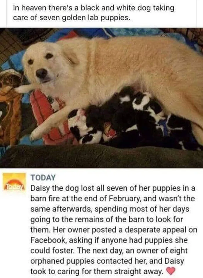 50 Wholesome Memes That Remind Us The World Isn’t All Bad