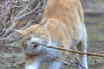 30 Extremely Adorable Cat Pics !