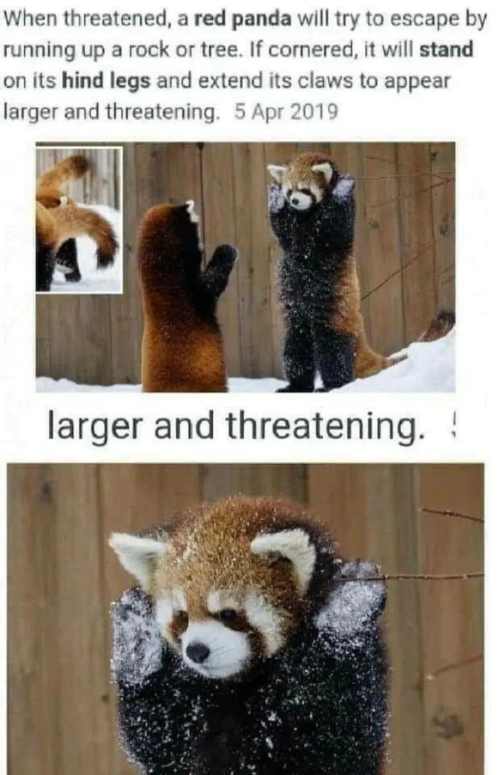 30 Extremely Wholesome Animal Memes That Are So Cute !