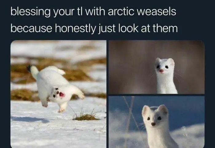 30 Extremely Wholesome Animal Memes That Are So Cute !