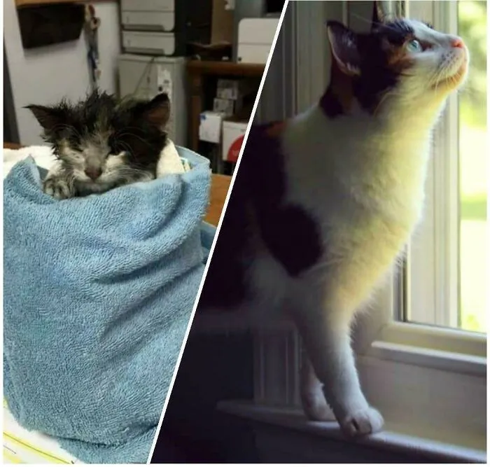 30 Abolutly Addorable Pictures Of Cats Before And After They Were Rescued