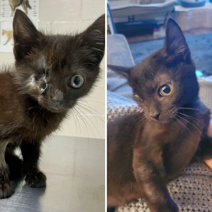 30 Abolutly Addorable Pictures Of Cats Before And After They Were Rescued