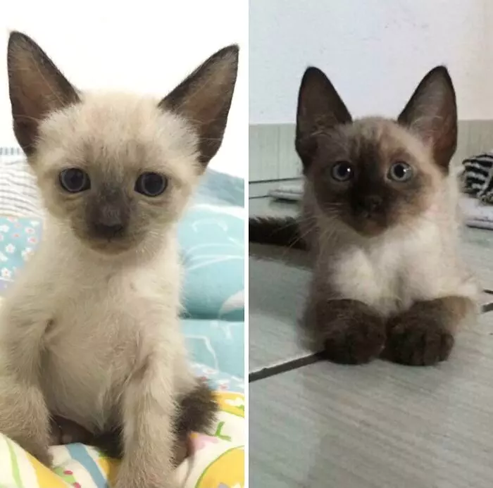 30 Abolutly Addorable Pictures Of Cats Before And After They Were Rescued