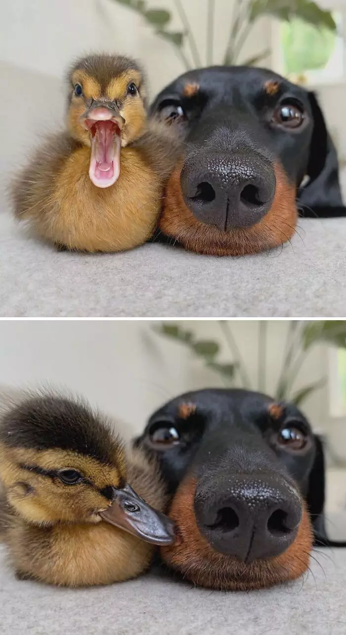 30 Heart Warming Pics That Show Why Ducks Are The Cutest