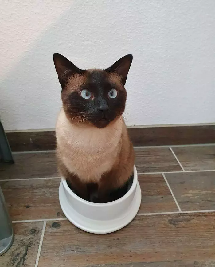 30 Absolutely Adorable ‘If I Fits, I Sits’ Animal Pics
