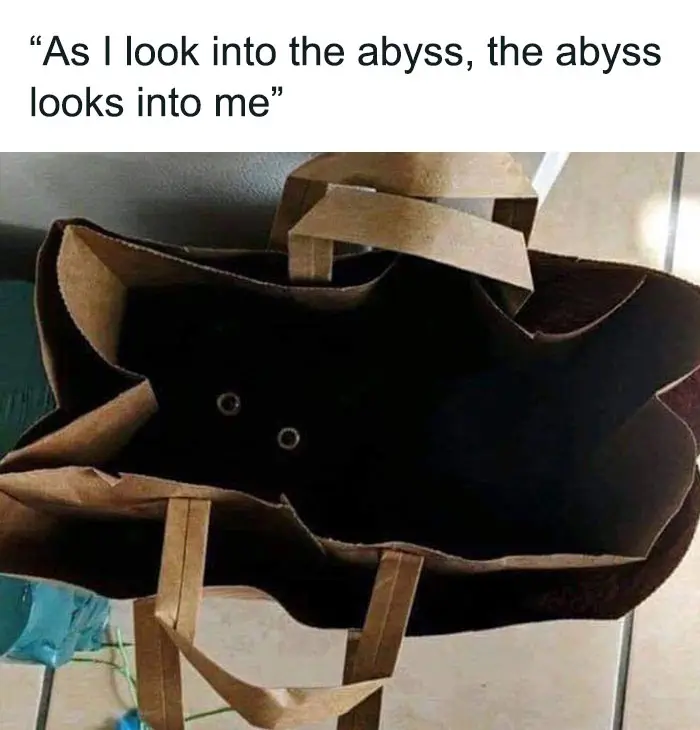 30 Extremely Wholesome Animal Memes That Are So Cute !