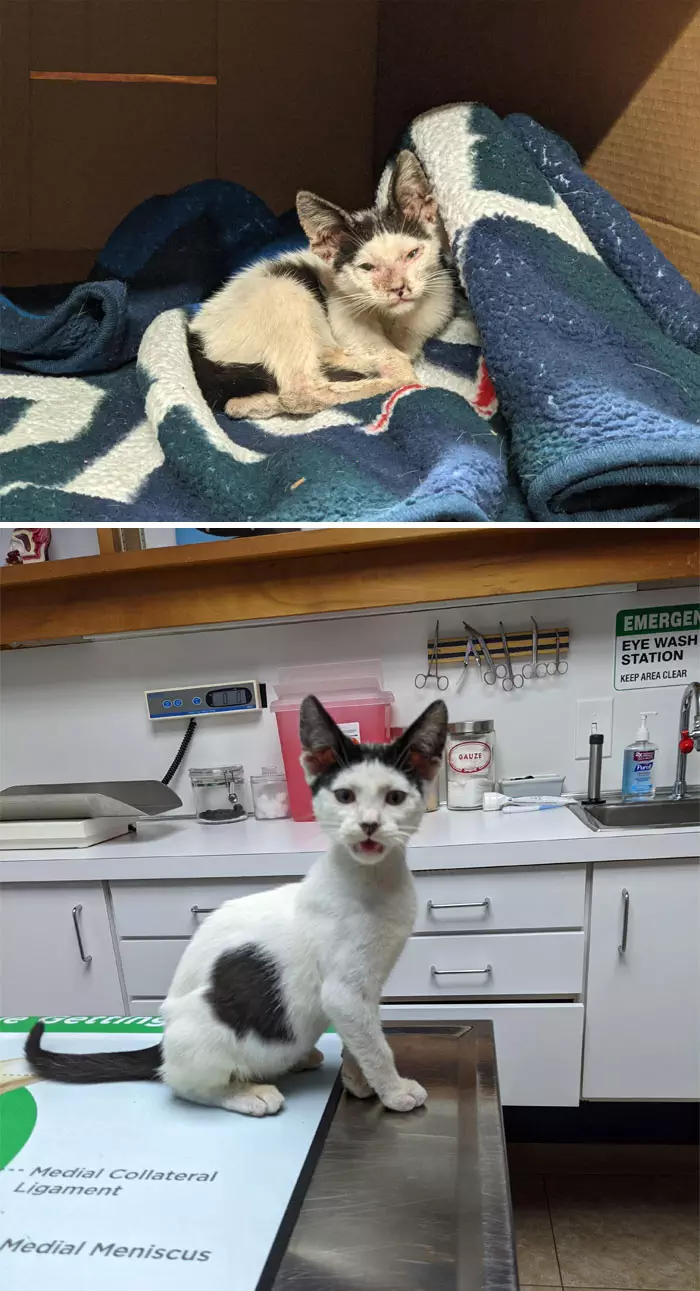 30 Abolutly Addorable Pictures Of Cats Before And After They Were Rescued