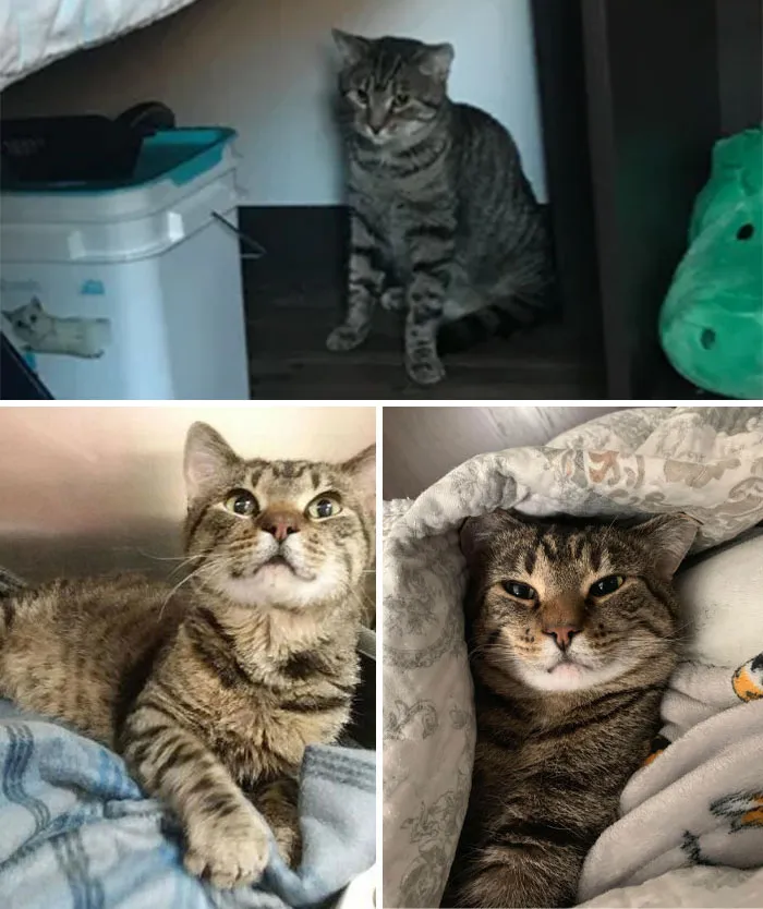 30 Abolutly Addorable Pictures Of Cats Before And After They Were Rescued