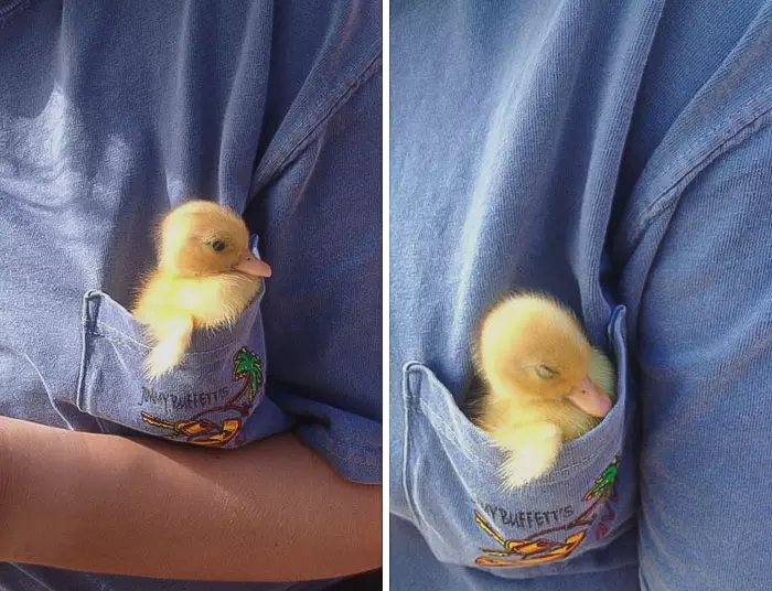 30 Heart Warming Pics That Show Why Ducks Are The Cutest