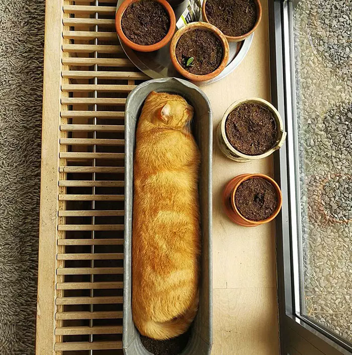 30 Absolutely Adorable ‘If I Fits, I Sits’ Animal Pics
