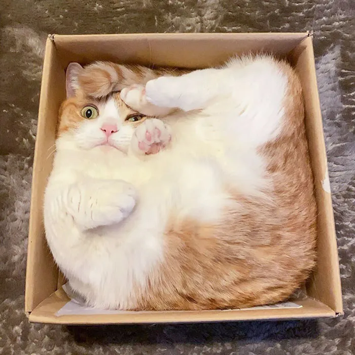 30 Absolutely Adorable ‘If I Fits, I Sits’ Animal Pics 