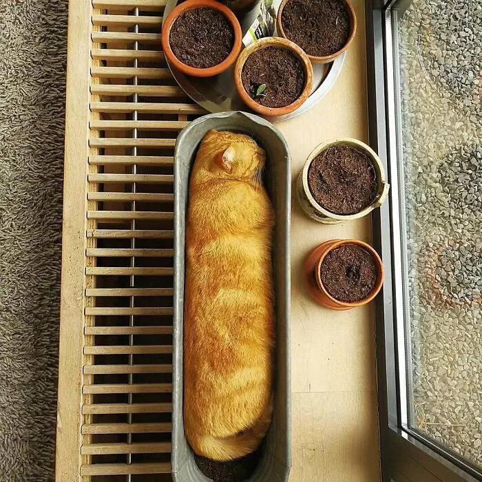 30 Awesome Images Of Cats Acting Like They Own The Place