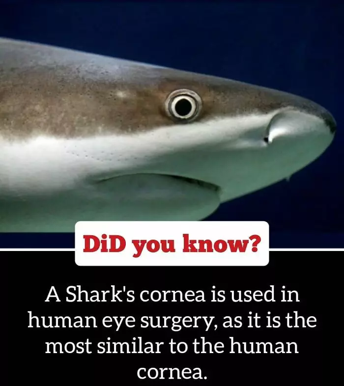 30 Epic Facts You Probably Didn'T Know !