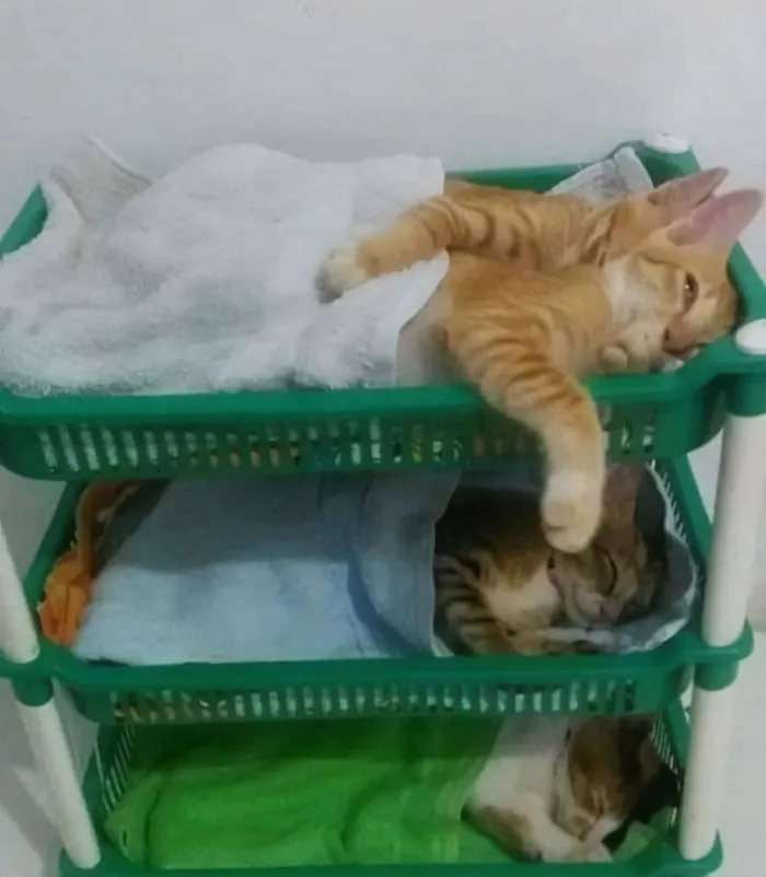 30 Nonsense Pics Of Cats That Weirdly Make Sense