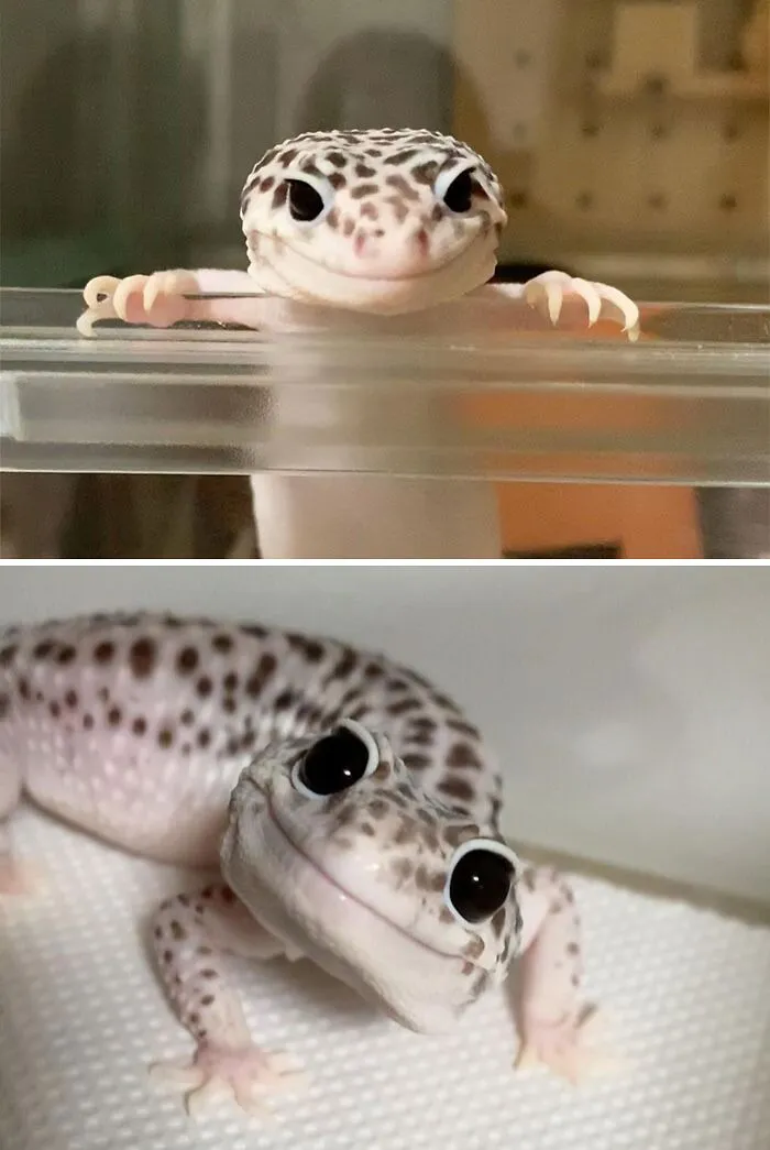 30 Times Lizards Were Caught Being Unbearably Cute