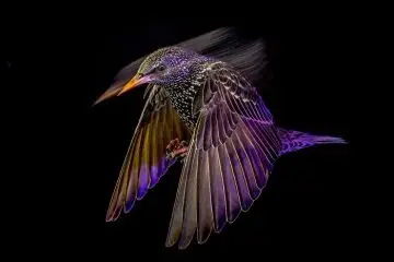 30 Amazing Photos Of The Birds You Must See