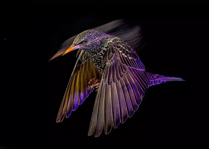 30 Amazing Photos Of The Birds You Must See