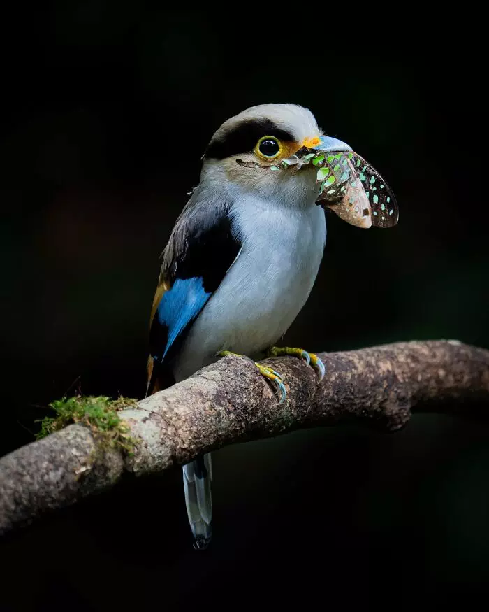 30 Amazing Photos Of The Birds You Must See