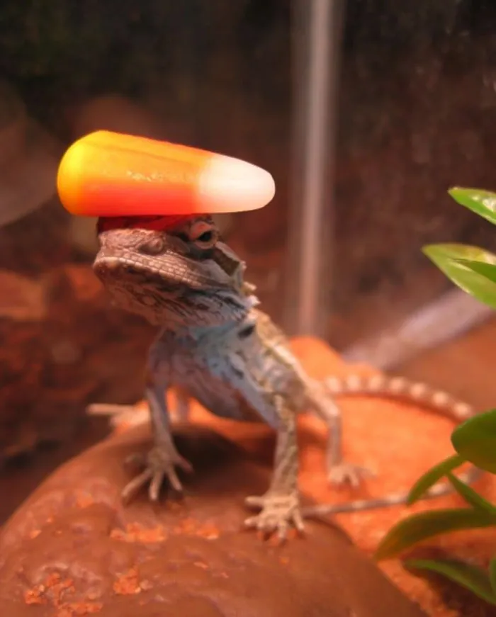 30 Times Lizards Were Caught Being Unbearably Cute