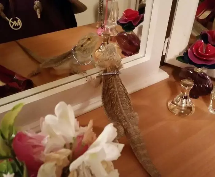 30 Times Lizards Were Caught Being Unbearably Cute