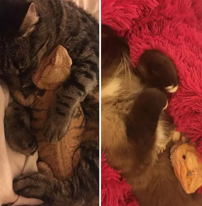 30 Times Lizards Were Caught Being Unbearably Cute
